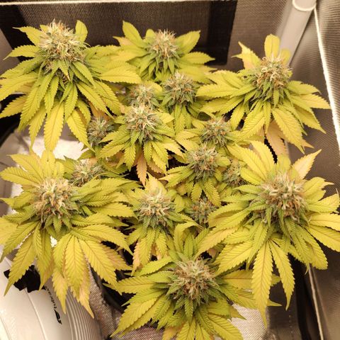 Blue Berry growlog timeline photo