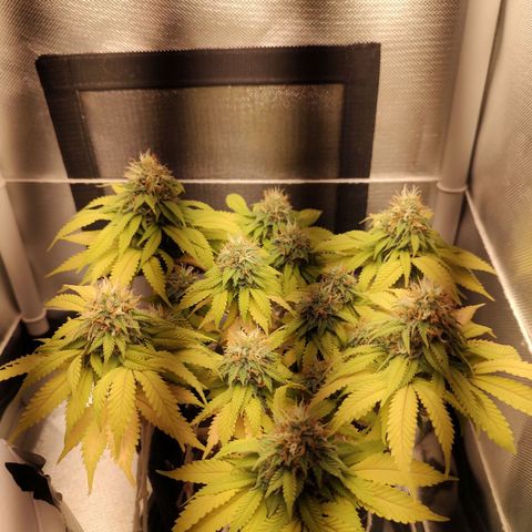 Blue Berry growlog timeline photo