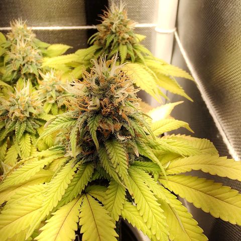 Blue Berry growlog timeline photo