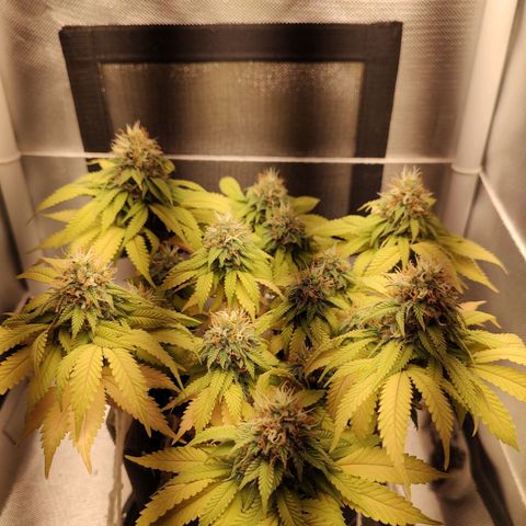 Blue Berry growlog timeline photo