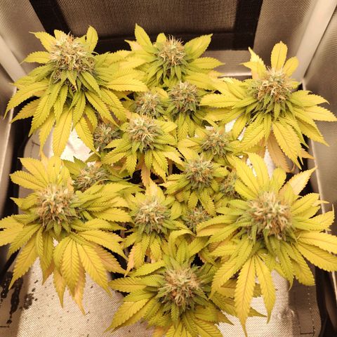 Blue Berry growlog timeline photo