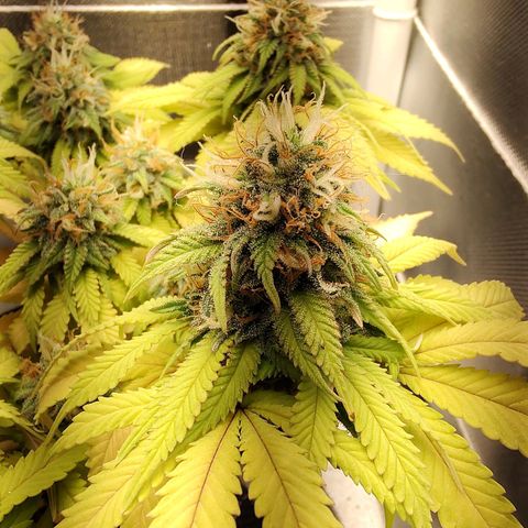 Blue Berry growlog timeline photo