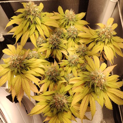 Blue Berry growlog timeline photo