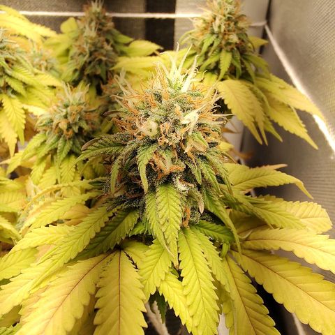 Blue Berry growlog timeline photo