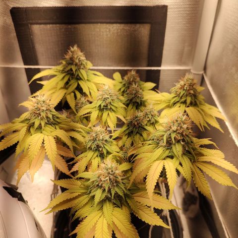 Blue Berry growlog timeline photo