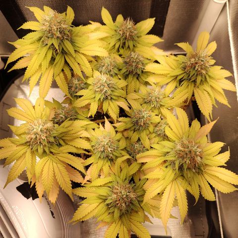 Blue Berry growlog timeline photo