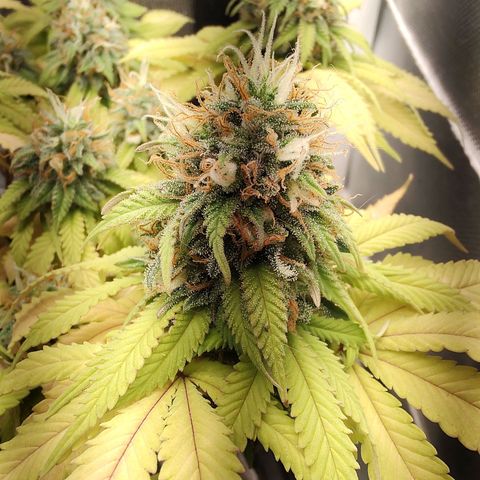 Blue Berry growlog timeline photo