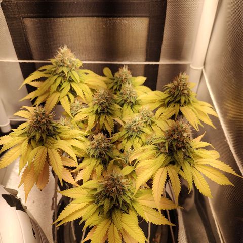 Blue Berry growlog timeline photo