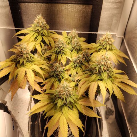 Blue Berry growlog timeline photo