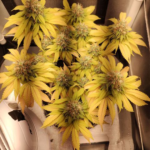 Blue Berry growlog timeline photo