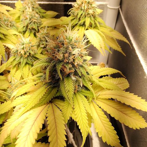 Blue Berry growlog timeline photo