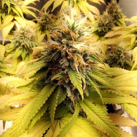 Blue Berry growlog timeline photo