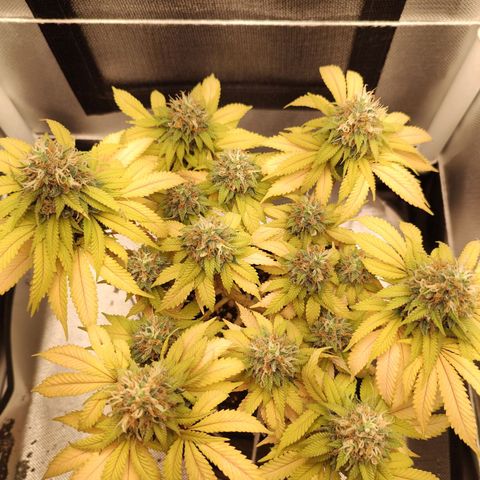 Blue Berry growlog timeline photo