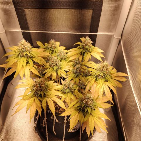 Blue Berry growlog timeline photo