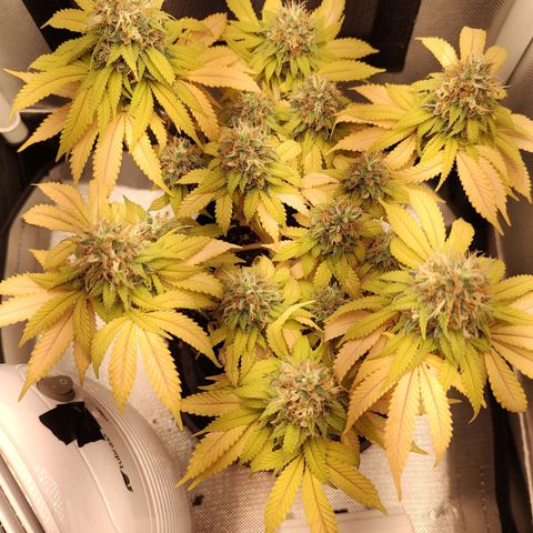 Blue Berry growlog timeline photo