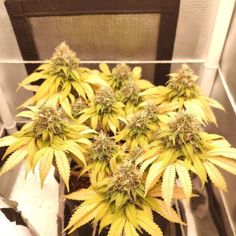 Blue Berry growlog timeline photo