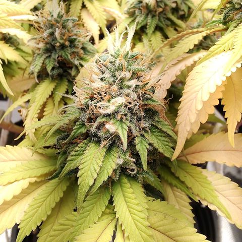 Blue Berry growlog timeline photo