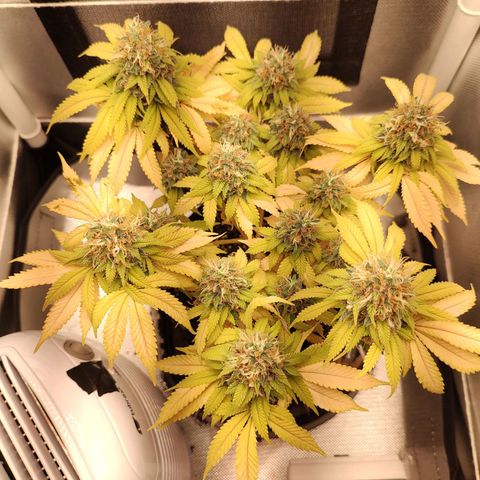 Blue Berry growlog timeline photo