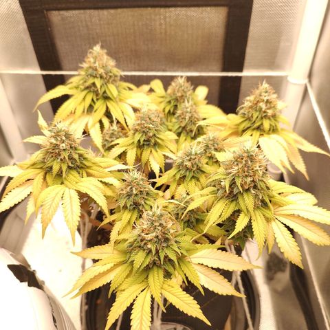 Blue Berry growlog timeline photo
