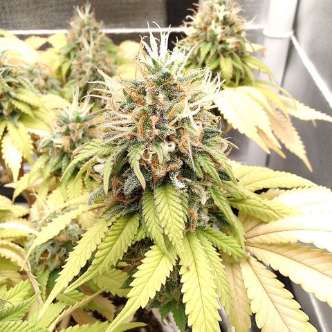 Blue Berry growlog timeline photo