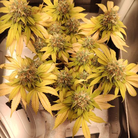 Blue Berry growlog timeline photo