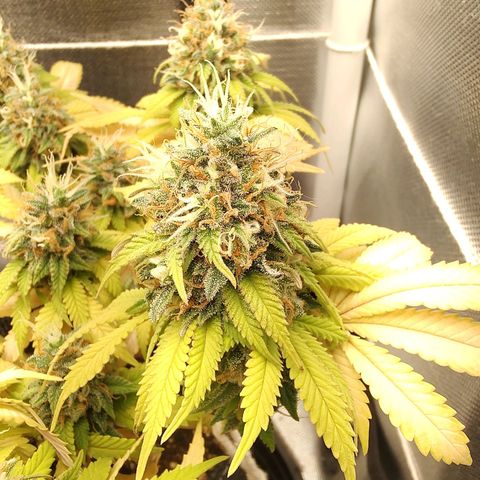Blue Berry growlog timeline photo