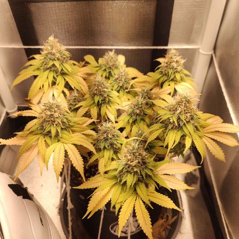 Blue Berry growlog timeline photo