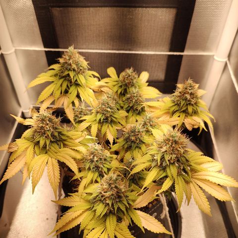 Blue Berry growlog timeline photo