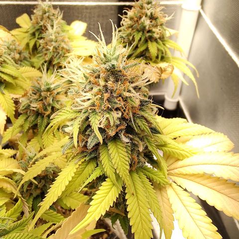 Blue Berry growlog timeline photo