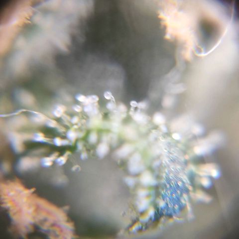 Blue Berry growlog timeline photo