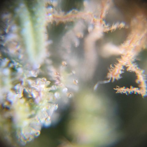Blue Berry growlog timeline photo