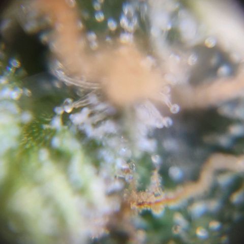 Blue Berry growlog timeline photo