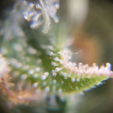 Blue Berry growlog timeline photo