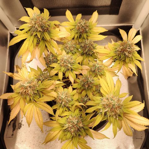 Blue Berry growlog timeline photo