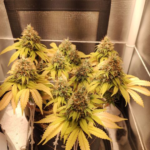 Blue Berry growlog timeline photo