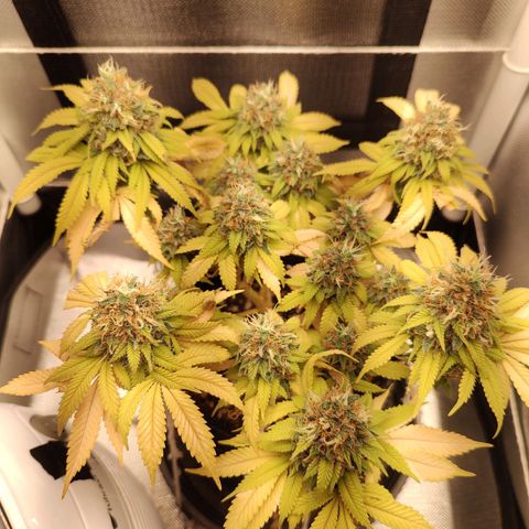 Blue Berry growlog timeline photo