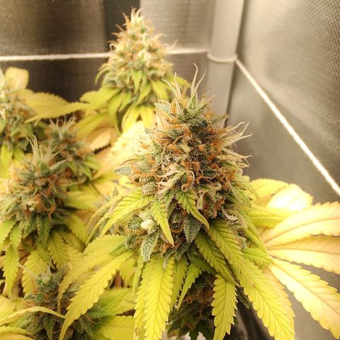 Blue Berry growlog timeline photo