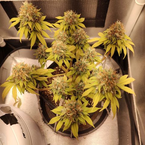 Blue Berry growlog timeline photo