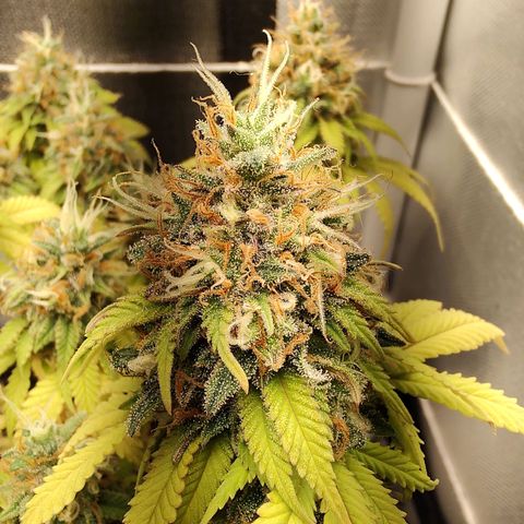 Blue Berry growlog timeline photo
