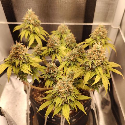 Blue Berry growlog timeline photo