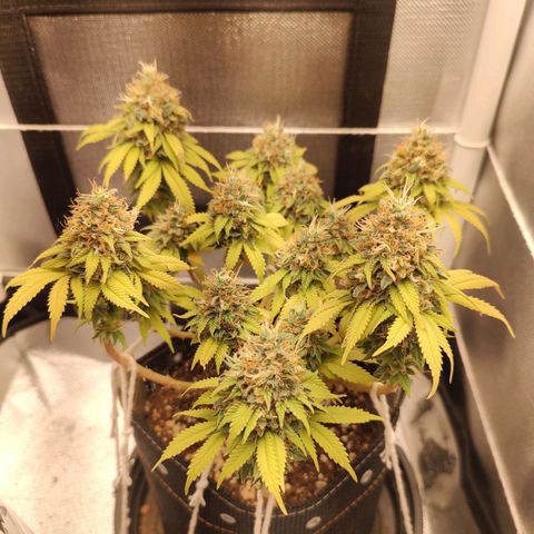Blue Berry growlog timeline photo