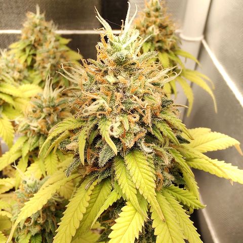 Blue Berry growlog timeline photo