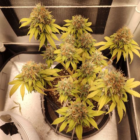 Blue Berry growlog timeline photo