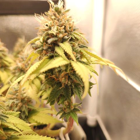 Blue Berry growlog timeline photo