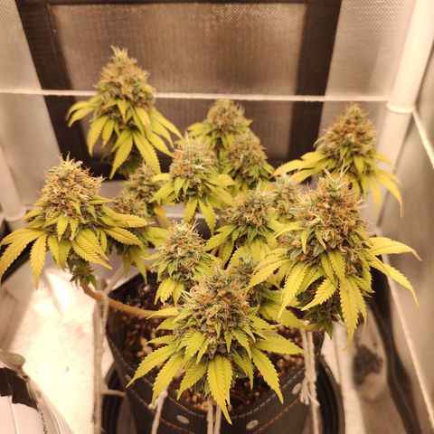 Blue Berry growlog timeline photo