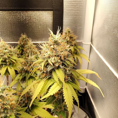 Blue Berry growlog timeline photo