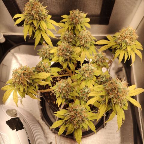 Blue Berry growlog timeline photo