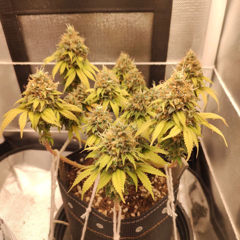 Blue Berry growlog timeline photo