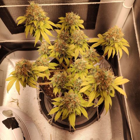 Blue Berry growlog timeline photo