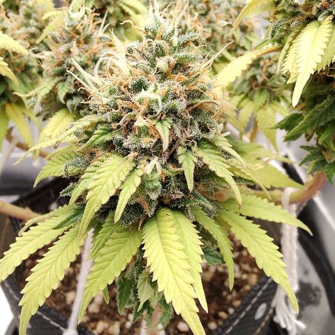 Blue Berry growlog timeline photo